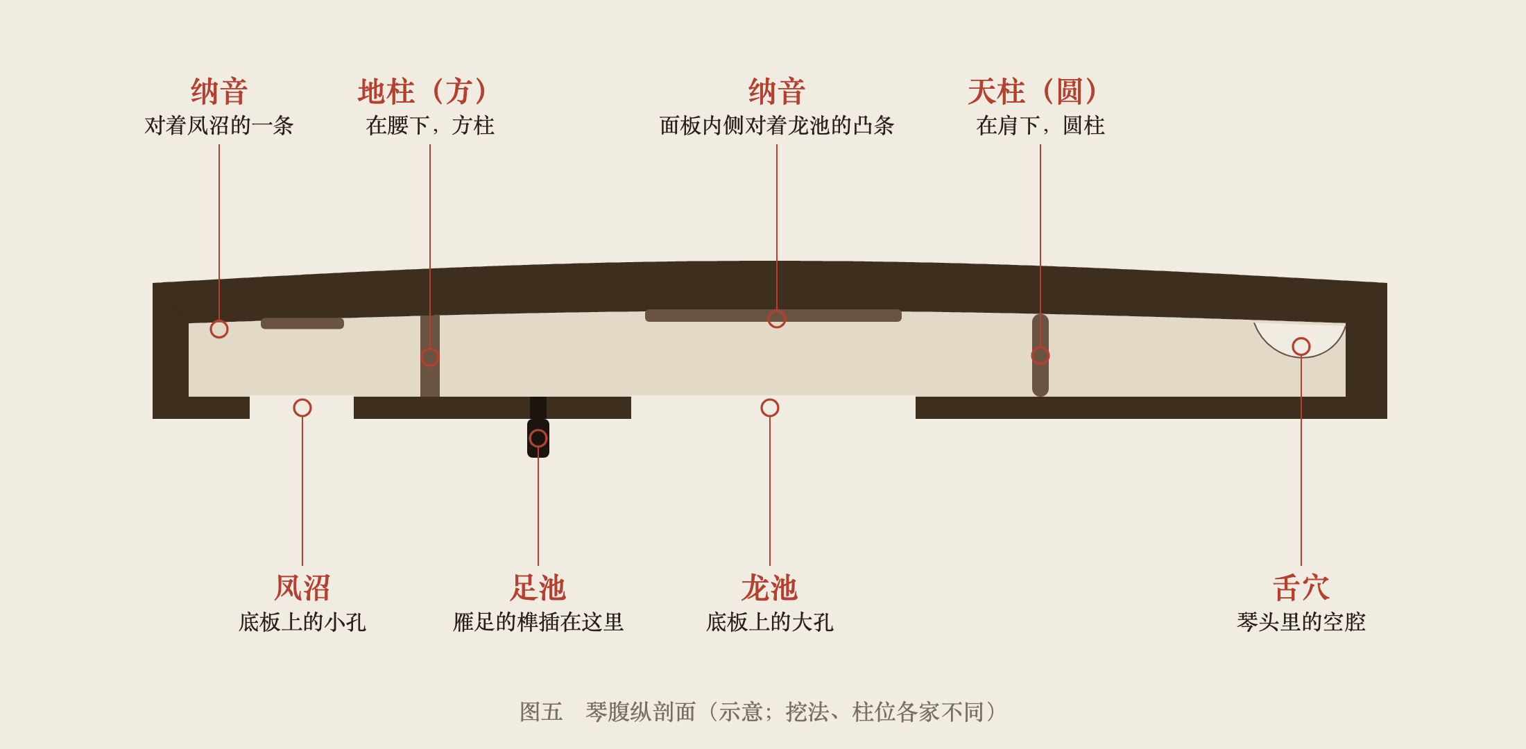琴腹纵剖面:舌穴、天柱、地柱、纳音、足池